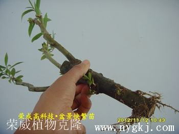 天津荣威植物克隆，繁育盆景