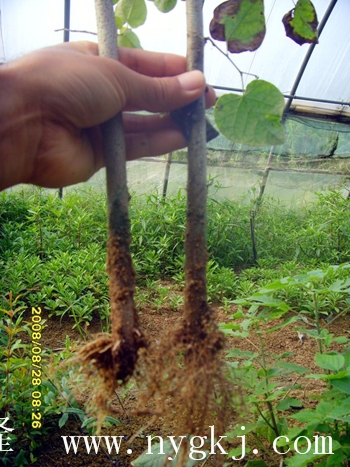 天津荣威植物克隆，粗枝直接育成大苗